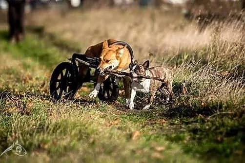 TOFFIK - terenowy pies to jest :D Pokochaj dwukoło