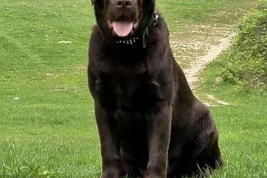 8 miesiecznyLabrador Retriever