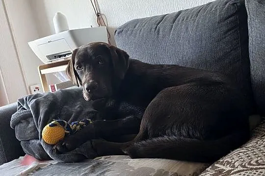 8 miesiecznyLabrador Retriever, Zachodniopomorskie, Szczecin