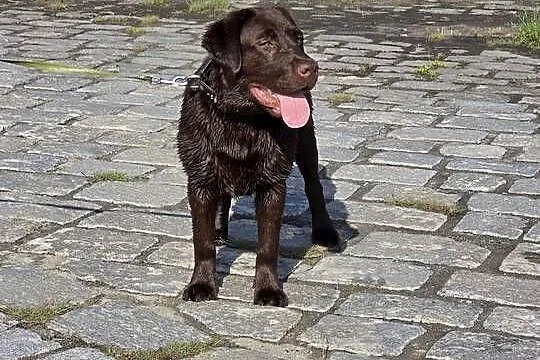 8 miesiecznyLabrador Retriever, Zachodniopomorskie, Szczecin