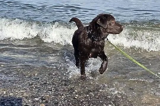 8 miesiecznyLabrador Retriever, Zachodniopomorskie, Szczecin