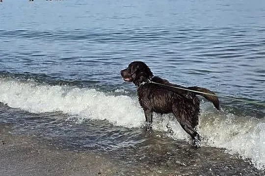 8 miesiecznyLabrador Retriever, Zachodniopomorskie, Szczecin