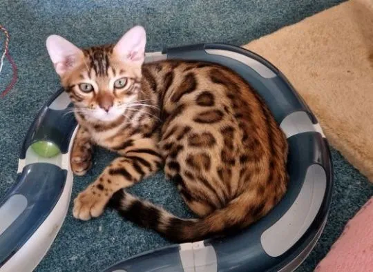 Piękne kocięta bengalskie gotowe na nowy dom dostępny????????, Śląskie, Jaworzno