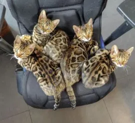 Piękne kocięta bengalskie gotowe na nowy dom dostępny????????