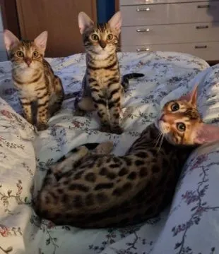 Piękne kocięta bengalskie gotowe na nowy dom dostępny????????, Śląskie, Jaworzno