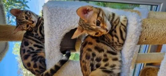 Piękne kocięta bengalskie gotowe na nowy dom dostępny????????, Śląskie, Jaworzno