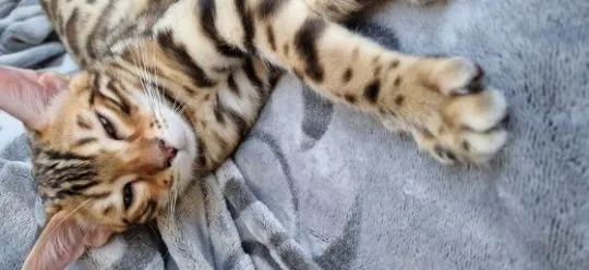 Piękne kocięta bengalskie gotowe na nowy dom dostępny????????, Śląskie, Jaworzno