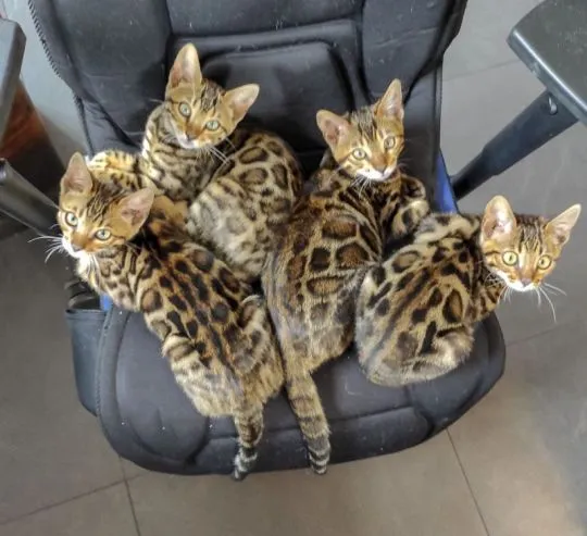 Piękne kocięta bengalskie gotowe na nowy dom dostępny????????