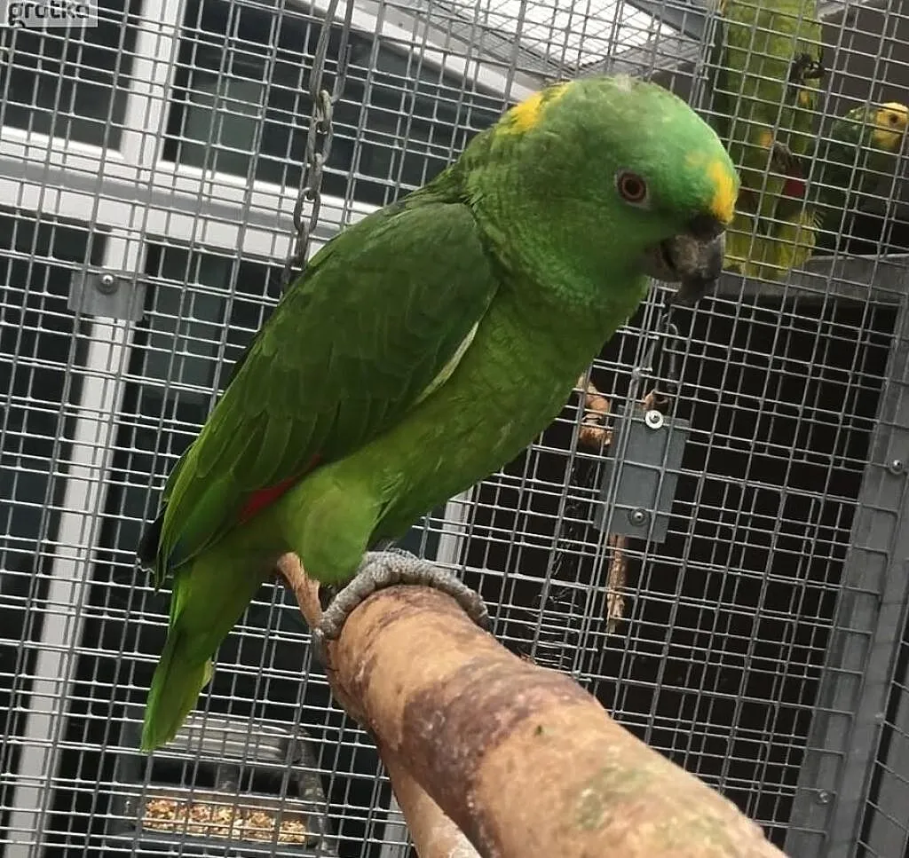 Amazonka Auropalliata żółtoszyja, Świętokrzyskie, Kielce