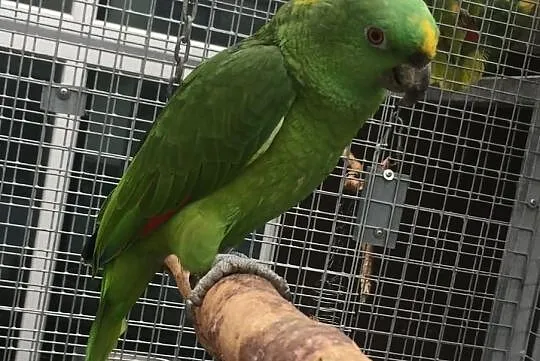 Amazonka Auropalliata żółtoszyja, Świętokrzyskie, Kielce