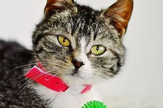 OTOZ Animals - Justka - cudowna kotka, zamknięta w