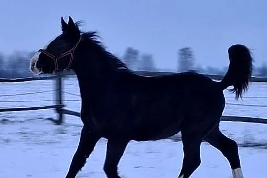 Sprzedam ogierka, Lubelskie, Jabłoń