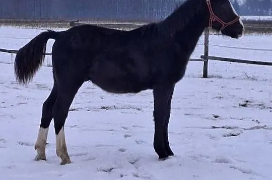 Sprzedam ogierka, Lubelskie, Jabłoń