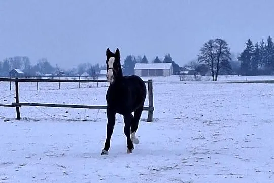 Sprzedam ogierka, Lubelskie, Jabłoń
