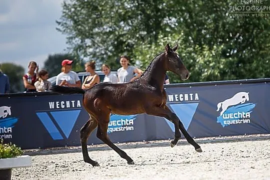 DZIERŻAWA KONIE SPORTOWE - Kraków/Skała, Skała