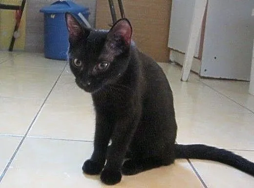 Maszka do adopcji!!, łódzkie Łódź