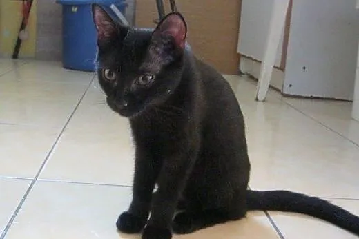 Maszka do adopcji!!,  łódzkie Łódź