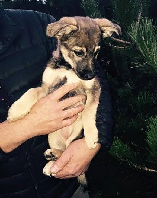 Szczeniak szuka domu! Mała suczka adopcja, Kundel