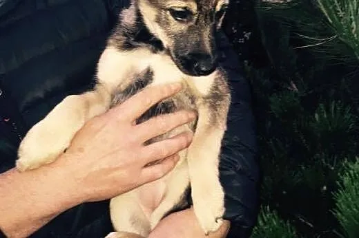 Szczeniak szuka domu! Mała suczka adopcja,  Kundel