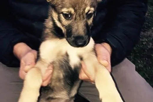 Szczeniak szuka domu! Mała suczka adopcja,  Kundel