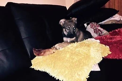 Szczeniak szuka domu! Mała suczka adopcja,  Kundel