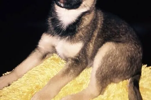 Szczeniak szuka domu! Mała suczka adopcja,  Kundel
