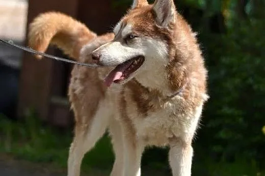 Luna rudowłosa sunia husky czeka na dom,  pomorski