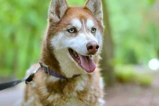 Luna rudowłosa sunia husky czeka na dom,  pomorski