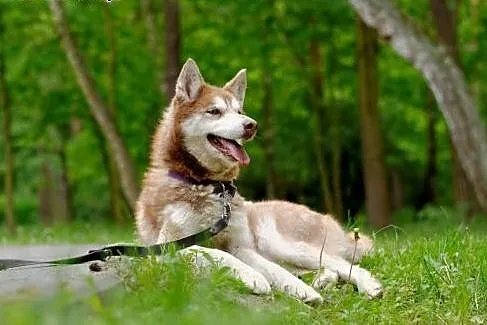 Luna rudowłosa sunia husky czeka na dom,  pomorski