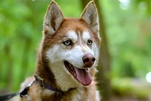 Luna rudowłosa sunia husky czeka na dom,  pomorski