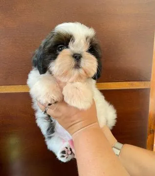 Shih Tzu !!!.... szczenięta gotowe na nowy dom: emanuellepatricia71@gmail.com