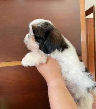 Shih Tzu !!!.... szczenięta gotowe na nowy dom: emanuellepatricia71@gmail.com, , Bydgoszcz