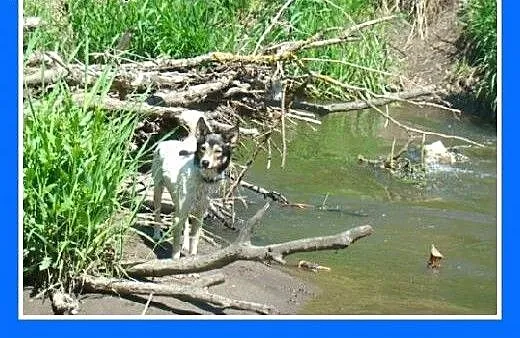 10 kg suczka do domu z ogródkiem,kocha wodę, aport