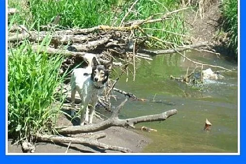 10 kg suczka do domu z ogródkiem,kocha wodę, aport