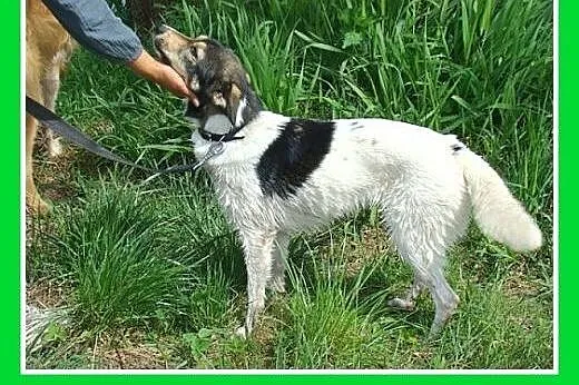10 kg suczka do domu z ogródkiem,kocha wodę, aport