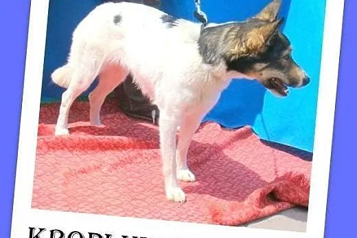 10 kg suczka do domu z ogródkiem,kocha wodę, aport