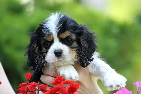 Cavalier King Charles Spaniel-szczeniaczek ZKwP po CH.PL