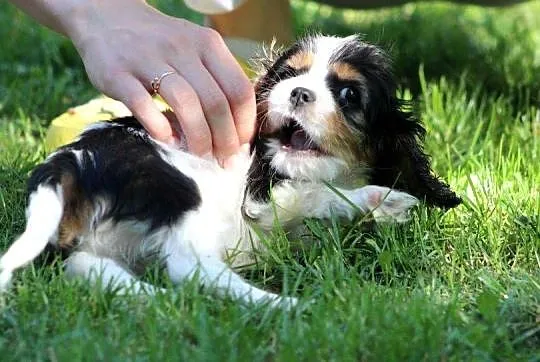 Cavalier King Charles Spaniel-szczeniaczek ZKwP po CH.PL, Śląskie, Aleksandria