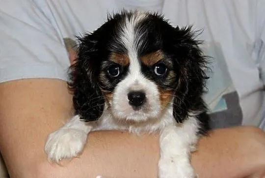 Cavalier King Charles Spaniel-szczeniaczek ZKwP po CH.PL, Śląskie, Aleksandria