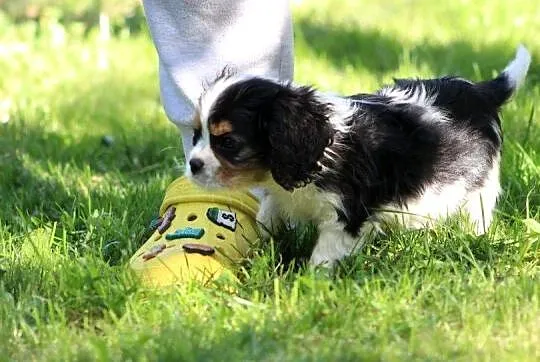 Cavalier King Charles Spaniel-szczeniaczek ZKwP po CH.PL, Śląskie, Aleksandria