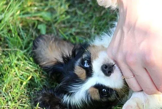 Cavalier King Charles Spaniel-szczeniaczek ZKwP po CH.PL, Śląskie, Aleksandria
