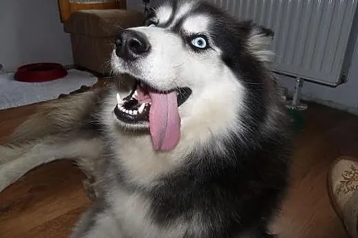 Majra zjawiskowa suczka siberian husky ADOPCJA,  K
