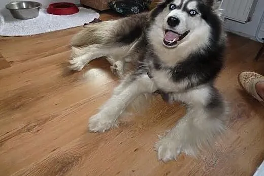 Majra zjawiskowa suczka siberian husky ADOPCJA,  K