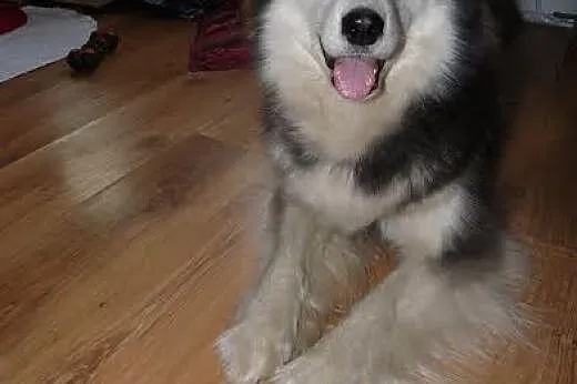 Majra zjawiskowa suczka siberian husky ADOPCJA,  K