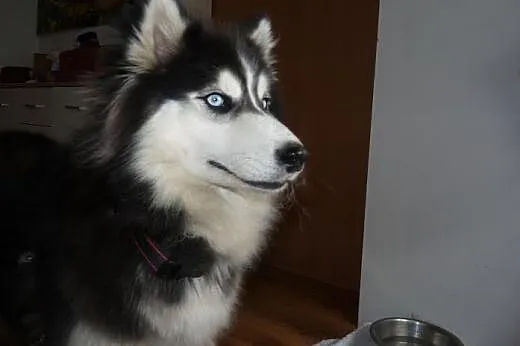 Majra zjawiskowa suczka siberian husky ADOPCJA,  K