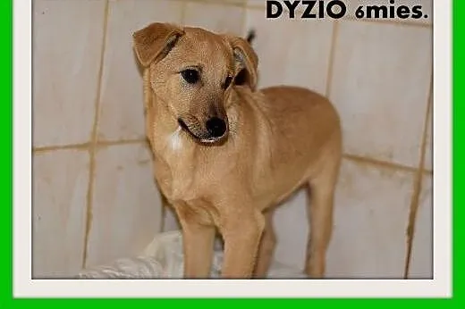 DYZIO,6 mies. szczeniak,piesek średni,szczepiony.ADOPCJA,  dolnośląskie Wrocław