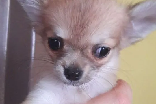 Chihuahua– mini sunia !!!, Krusin