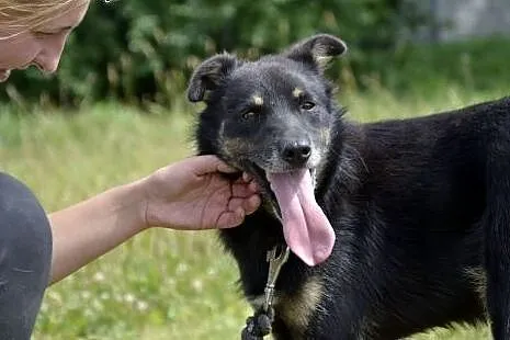 Irysek to smutny i nieszczęśliwy piesek... szuka d