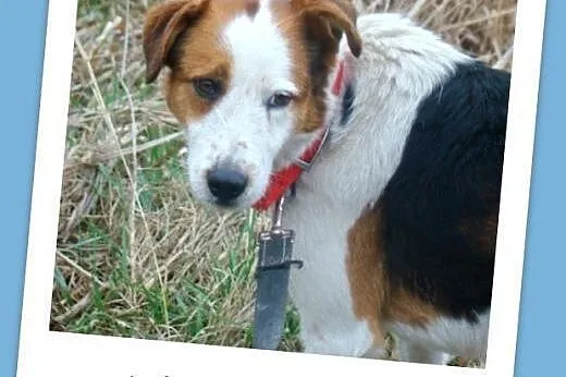 Przekochany,terierkowaty ADAŚ, wesoły,przyjazny,ła