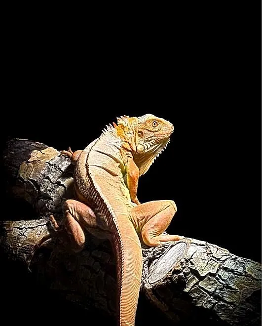 Legwan czerwony (iguana), Śląskie, Gliwice